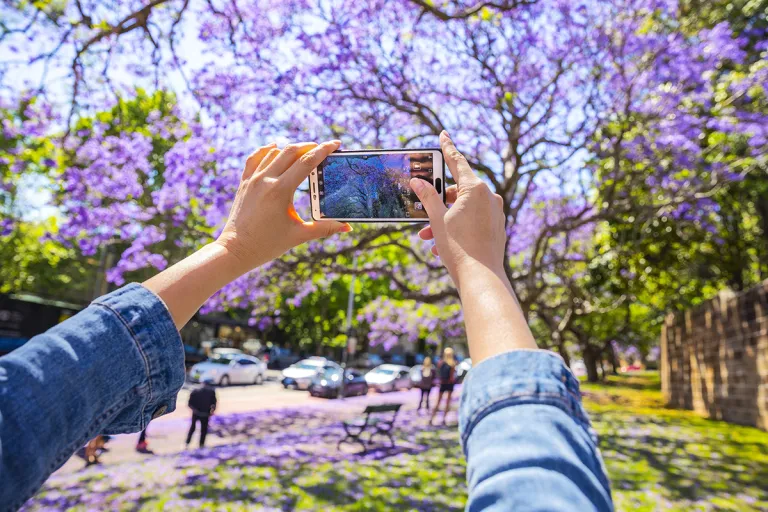 jacarandas in australia