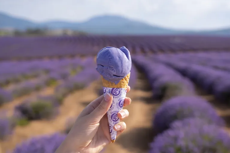 tasmania lavender fields