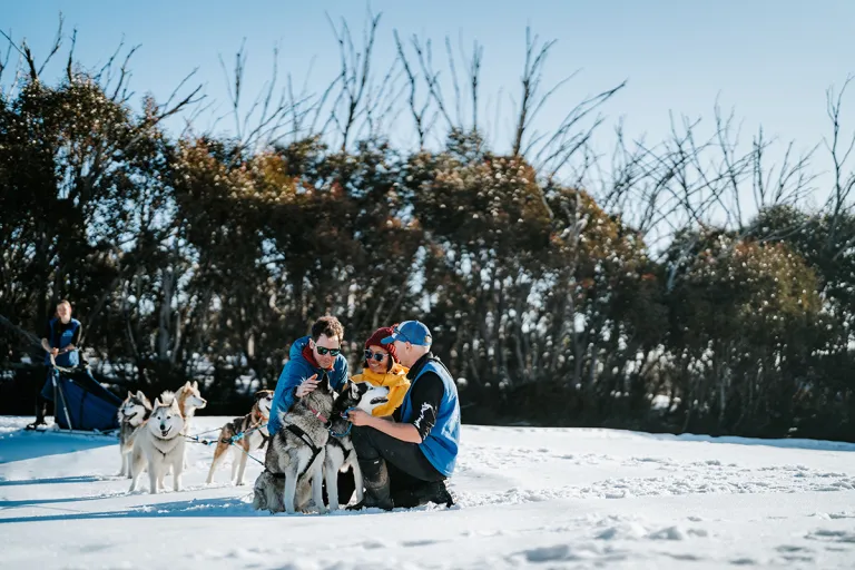 mount hotham huskies