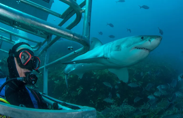 port lincoln shark cage