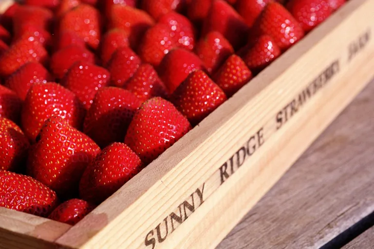 australia fruit picking