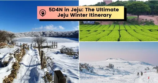 image for article 5D4N in Jeju: The Ultimate Jeju Winter Itinerary