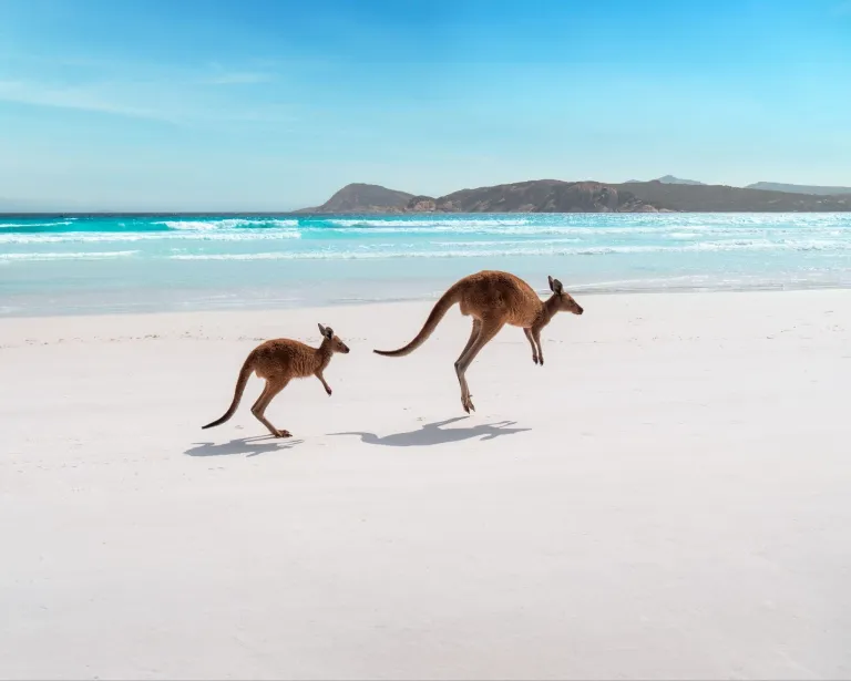 Lucky Bay, Esperance, Western Australia &copy; Tourism Western Australia