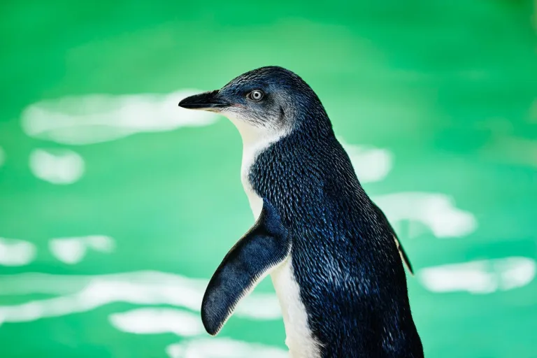 The Penguin Discovery Centre, Penguin Island, Western Australia &copy; Tourism Western Australia