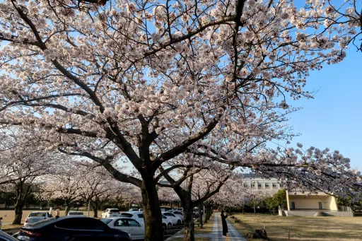 image for article 济州岛 12个赏樱景点和住宿推荐，让你体验漫天飞舞的樱花之美！