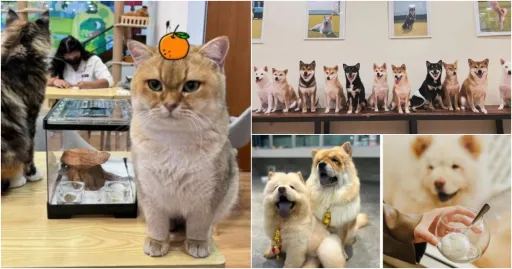 image for article 新山必去的 7家 Pet Cafes，萌宠陪你享受惬意下午茶！