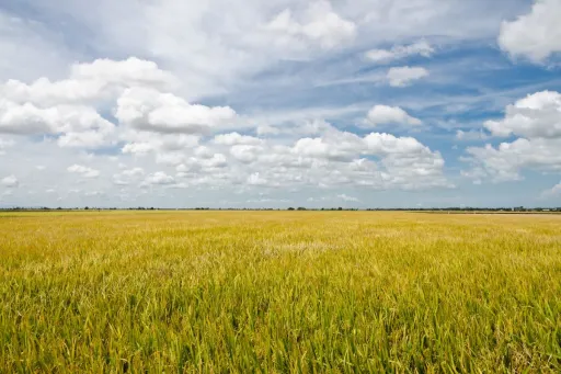 image for article Sekinchan Beyond the Paddy Fields: A Guide to Food, Stays, and Quiet Corners