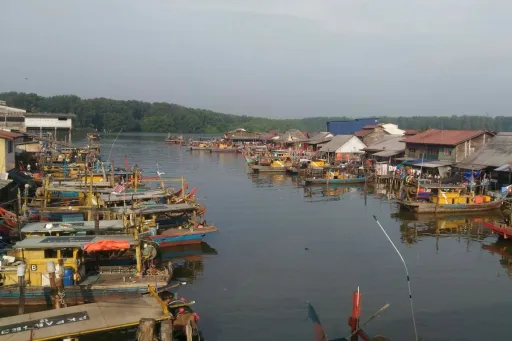 image for article Where in Malaysia Can You Kayak with Dolphins? Discover Kuala Sepetang's Rare Irrawaddy Sightings