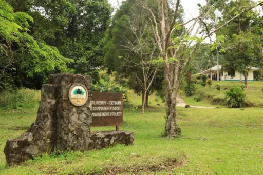 image for article 在沙巴哪里可以看到野生侏儒象而不被 Sepilok 人潮包围？探秘 Deramakot 森林保护区