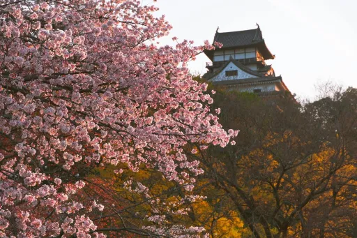 image for article 2026日本樱花开花预测：最新开花时间＋14大赏樱地点完整指南