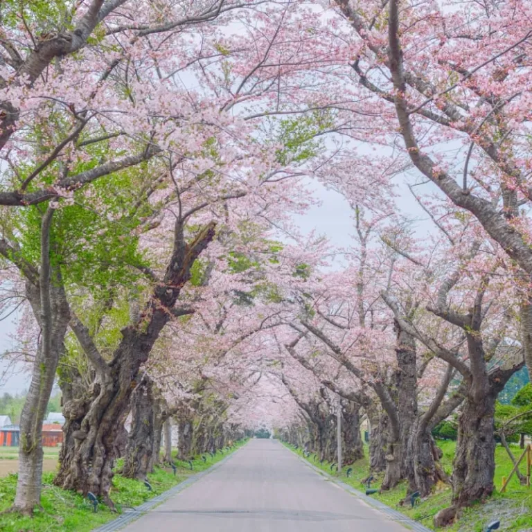 japan cherry blossom 2026