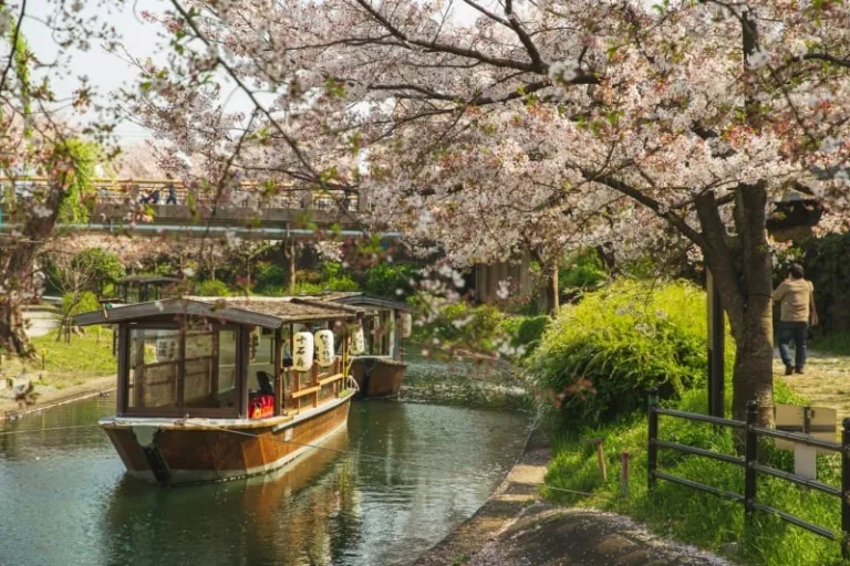 japan cherry blossom 2026