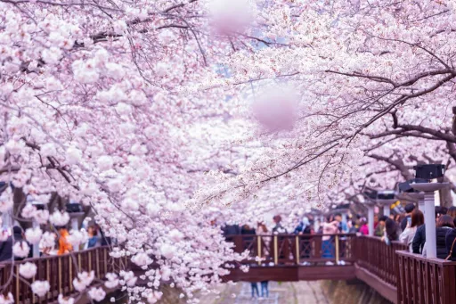 image for article 2026韩国樱花季：最佳时间与赏樱地点指南