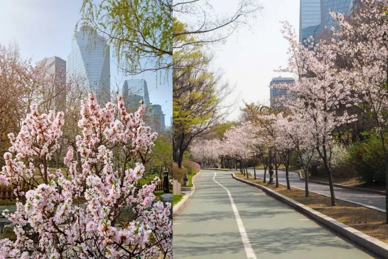 South Korea Cherry Blossoms 2026