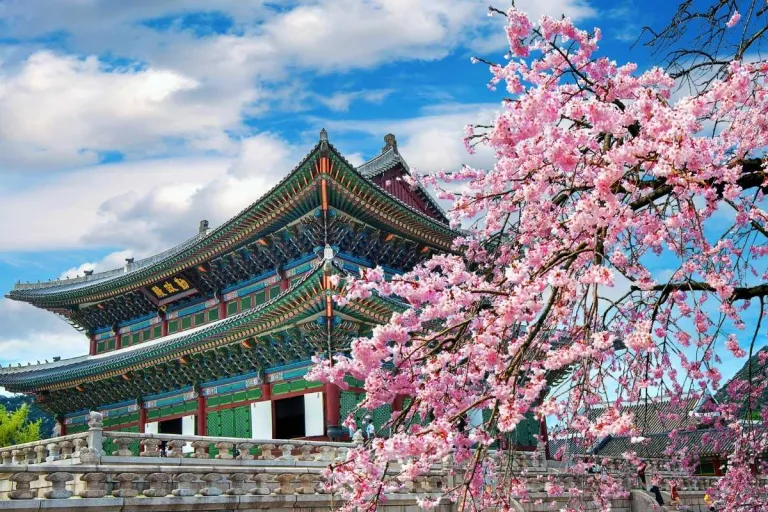 South Korea Cherry Blossoms 2026
