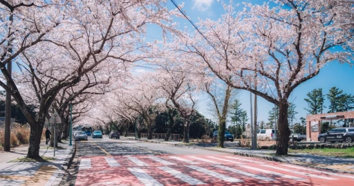 image for article 10 Places to Heal and Chill on Jeju Island During Cherry Blossom Season