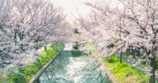 image for article 2023年日本赏樱指南： 各个地区最佳赏樱地点和开花时段！