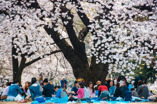 image for article 日本追樱必看攻略：2020年樱花季预测公开与日本绝佳赏樱景点推荐！