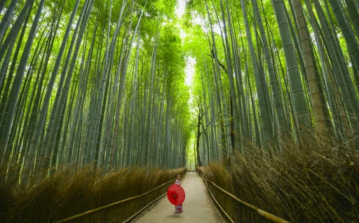 image for article Top Things to Do in Kyoto On Your Very First Visit
