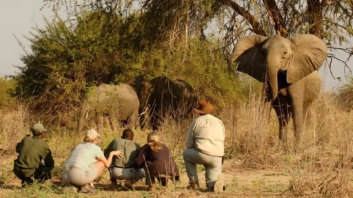 image for article 非洲野生动物探寻之旅：开启一场属于你的野外冒险体验