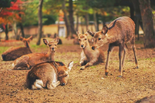 image for article 14个动物比人多的旅游景点，让您被可爱的动物们包围
