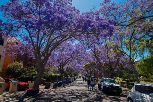 image for article 15 Things to Do in Sydney During Spring To Create Insta-Worthy Moments