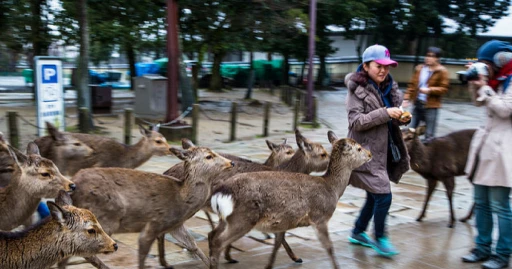 image for article 【日本】百多位游客喂鹿被咬伤 奈良公园立告示牌