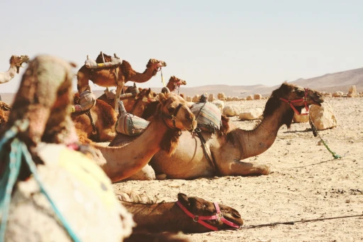 image for article 摩洛哥免签证、撒哈拉沙漠我来了！