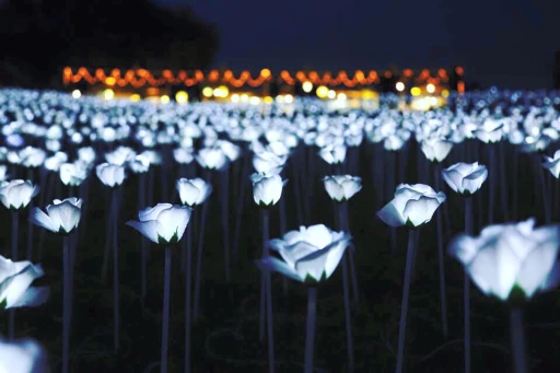image for article 期间限定的LED玫瑰花海，除了韩国还有哪里看得到？